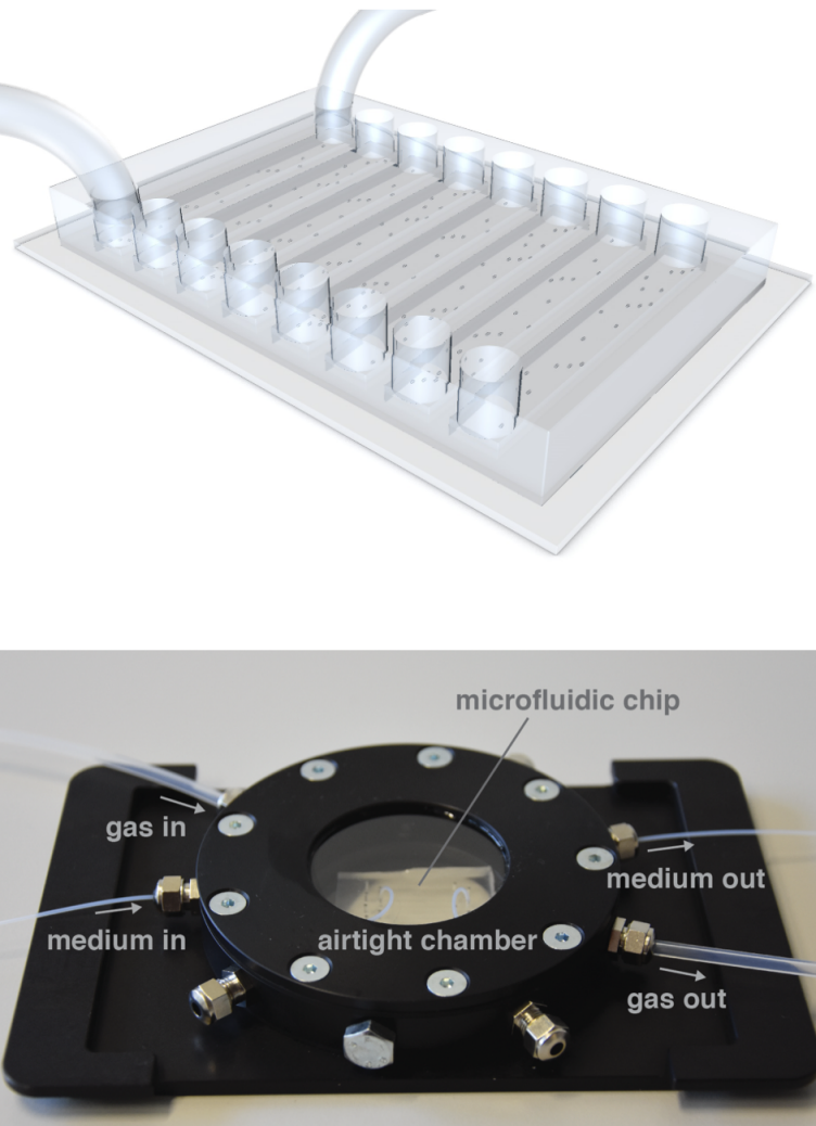image of a microfluidic device used to study microbial communities