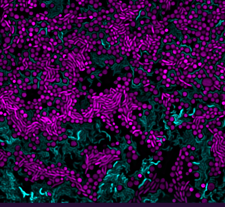 Cells (blue) antagonising another strain (purple) to cause cell lysis and potentially nutrient release