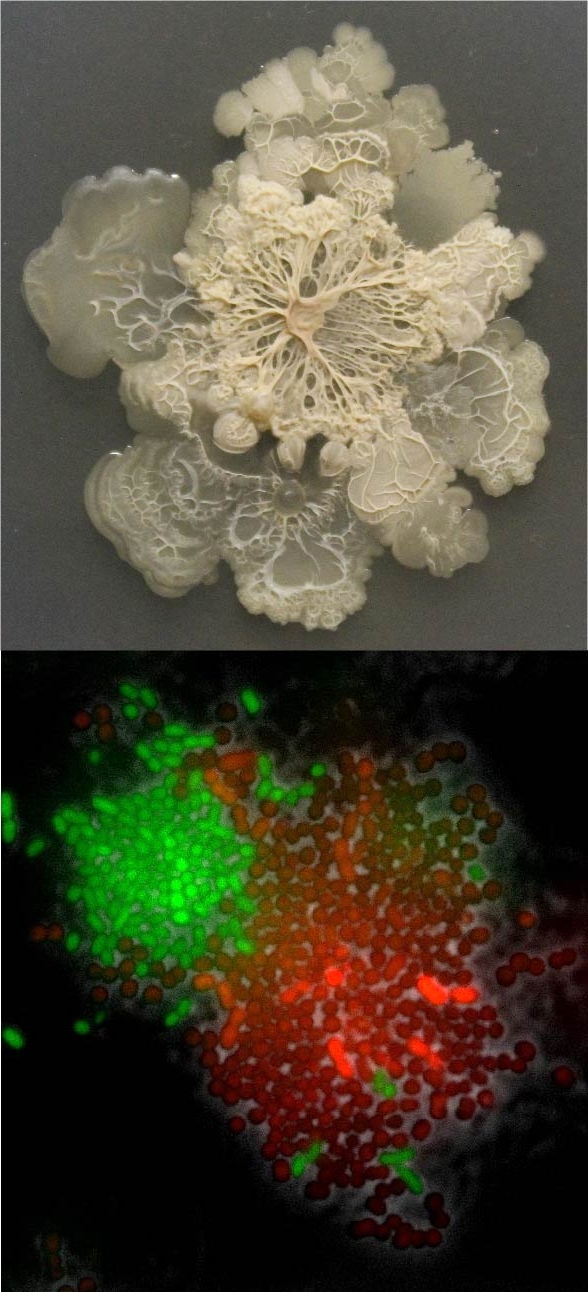 Bacillus subtillis, Left: picture of a biofilm formed by Bacillus subtillis. Right: Fluorescence image of a synthetic community of Pseudomonas putida (in green) and Acinetobacter johnsonii C6 (in red)